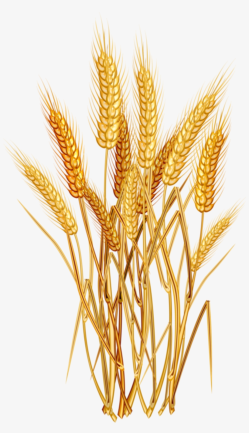 Wheat Euclidean Vector Clip Art - Wheat Png, transparent png