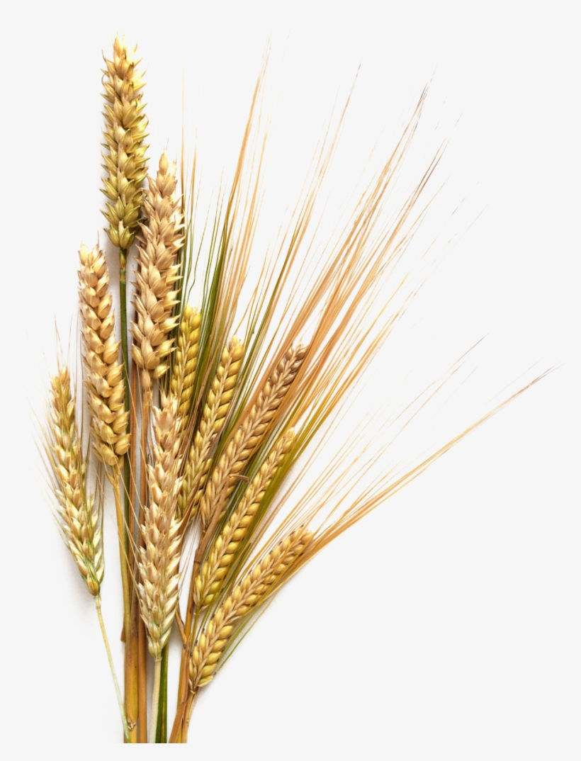 Royalty Free Sheaf Of Wheat Clip Art, Vector Images Transparent