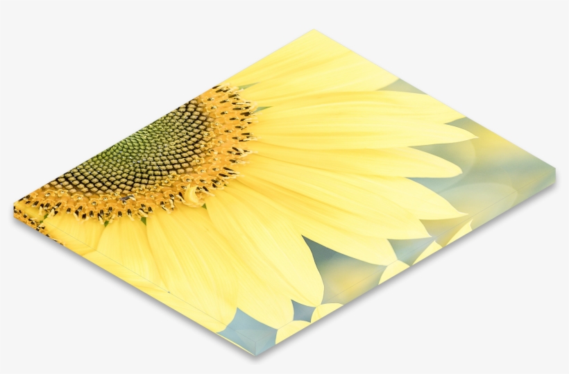 Mirror Wrap - Color, transparent png