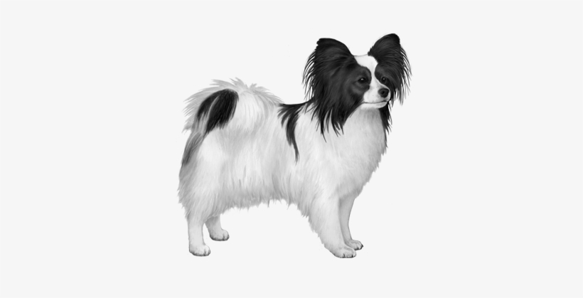 Ear Muzzle Tail - Bowers & Wilkins, transparent png