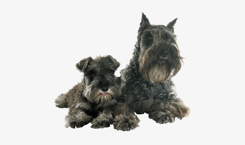 Once Any Congenital, Neurological Or Infectious Problem - Miniature Schnauzer, transparent png