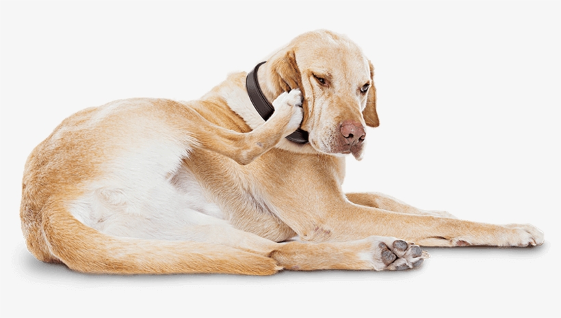 Atopic Dermatitis Can Be The Reason Your Itchy Dog - Itch, transparent png