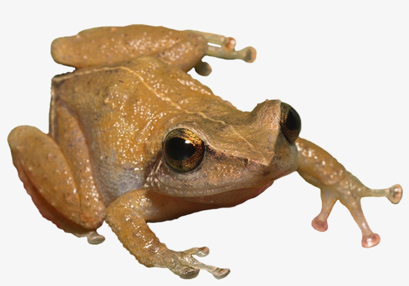 Tree Frog Clipart Coqui Coqui Png 886x607 PNG Download PNGkit