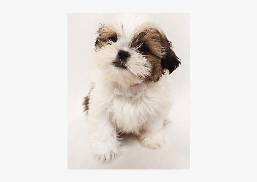 Shih Tzu Puppies For Sale In Ny - Shih Tzu Transparent, transparent png