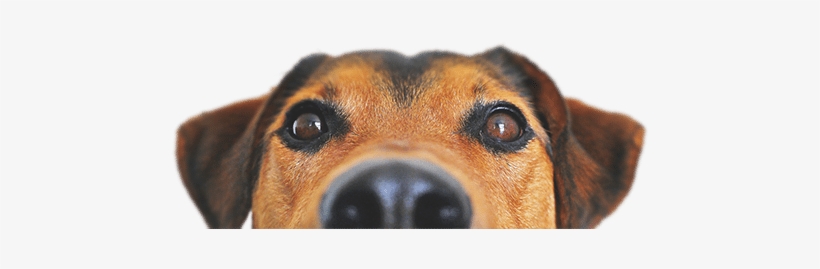 Premium Pet Supply - Dog Food Recipes, The Dogs Dinner: Home Made Food And, transparent png