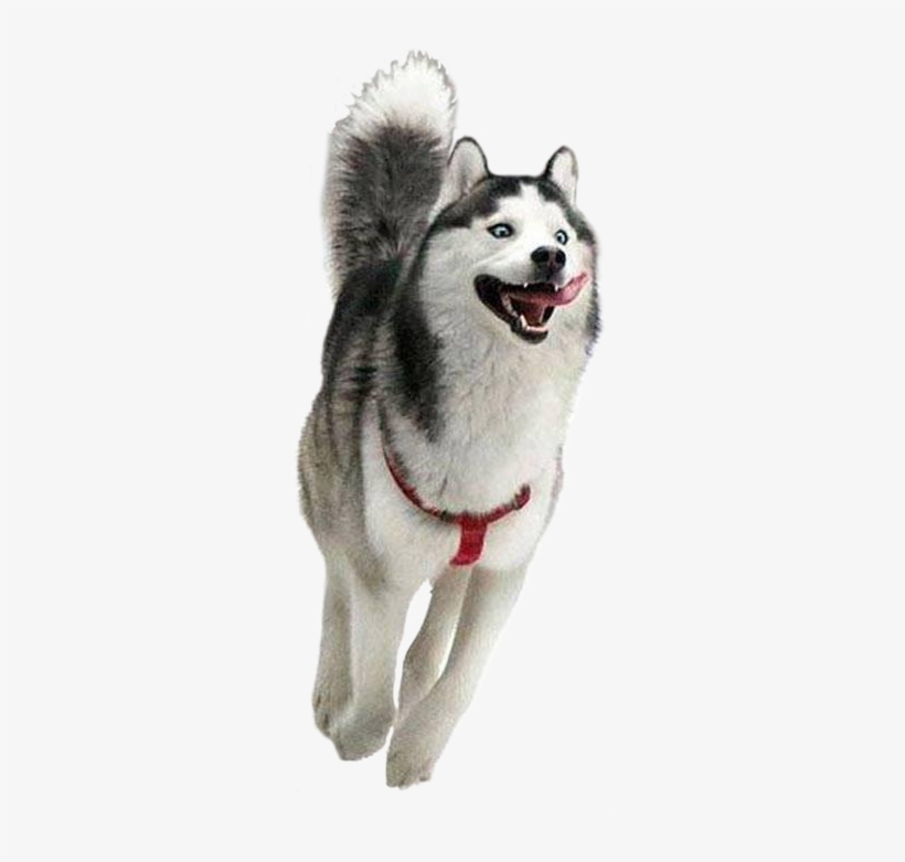 Dog Running In The Snow - Moon Moon Husky, transparent png