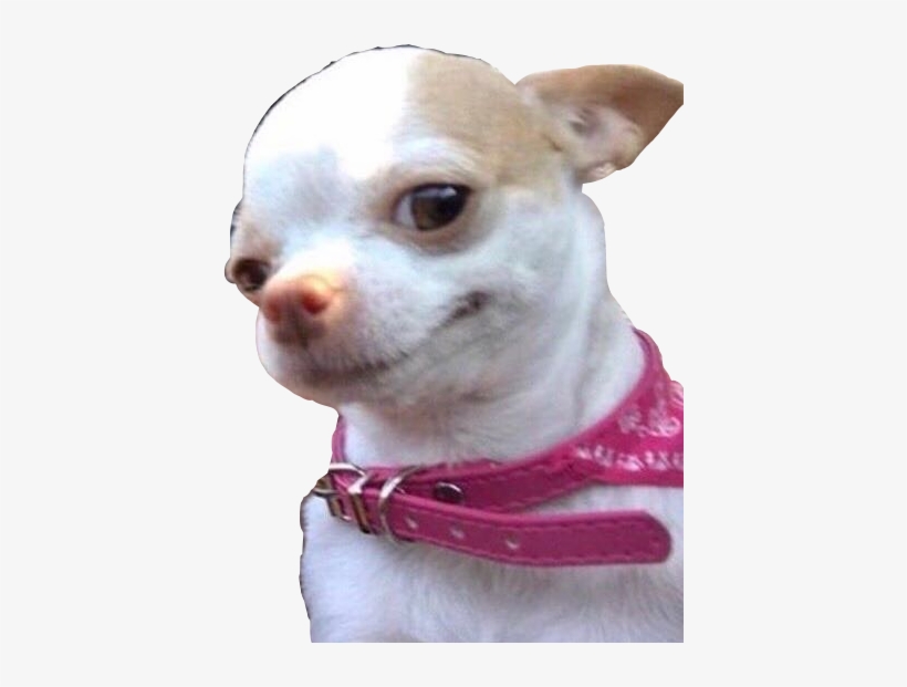 Smiling Chihuahua, transparent png