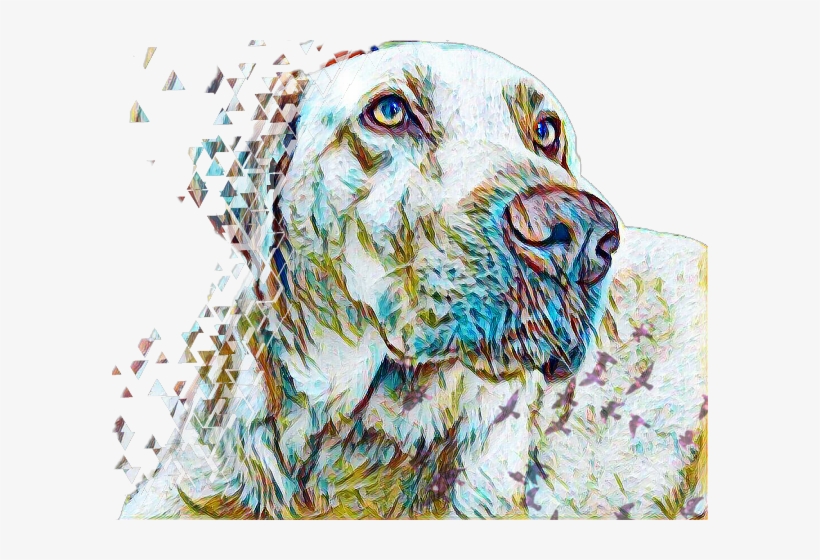 Cocker Spaniel, transparent png