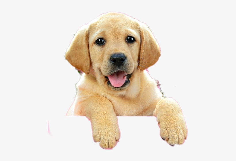 Castorland Jigsaw Puzzle - Lab Puppy In Pink Box (500, transparent png