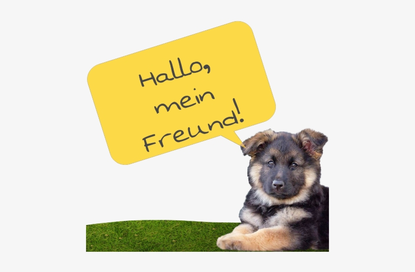 Companion Dog, transparent png