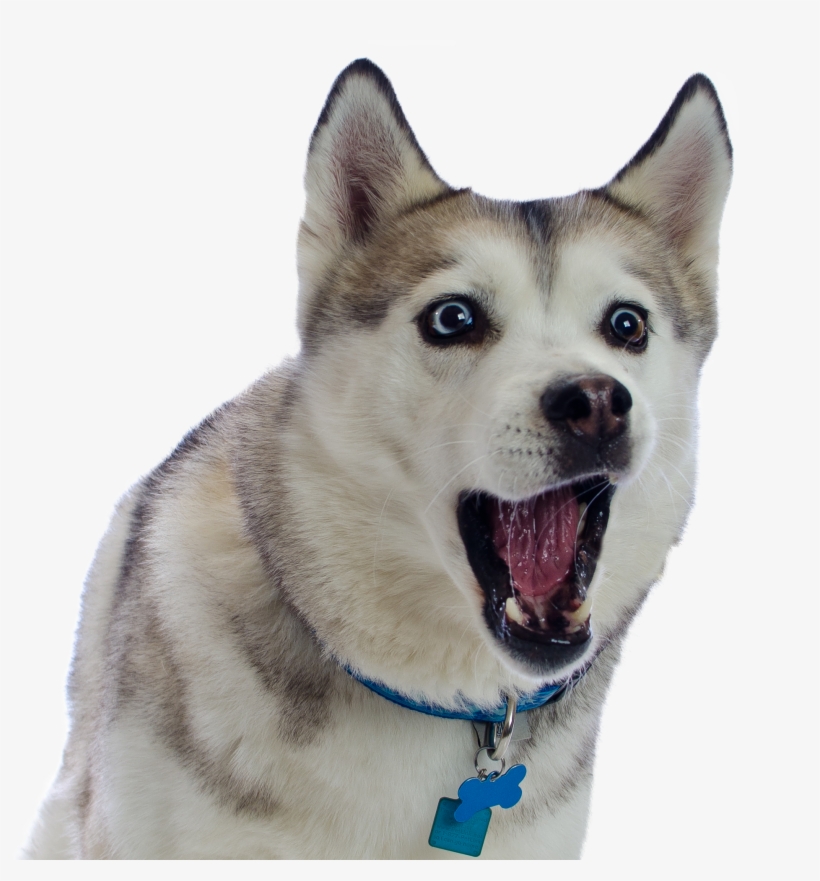 Husky Png Transparent File - Sakhalin Husky, transparent png
