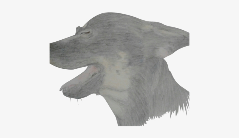 The Prettiest Doggo - Dog, transparent png