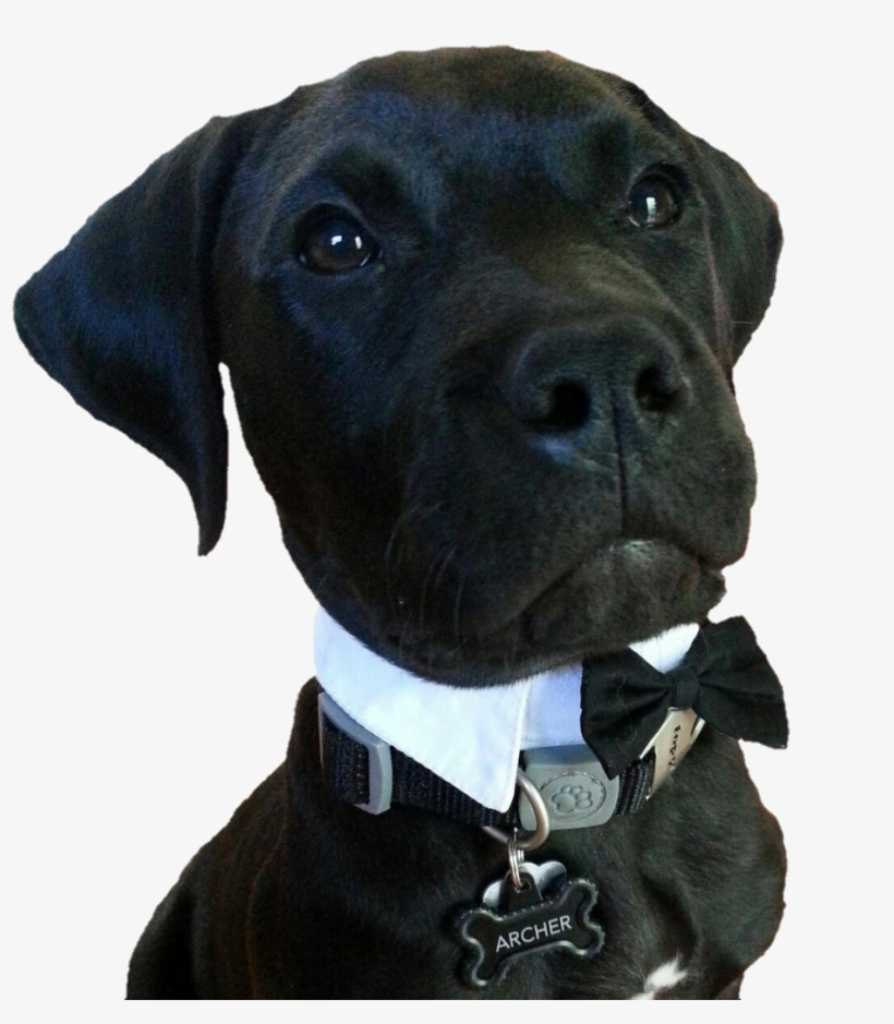 Doggo Enjoy Bowtie - Dog, transparent png