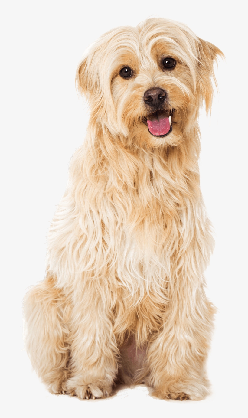 Professional Dog Grooming From £10 - Dog, transparent png
