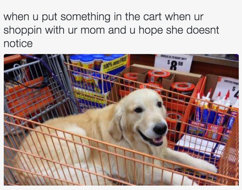 Golden Retriever Meme, transparent png