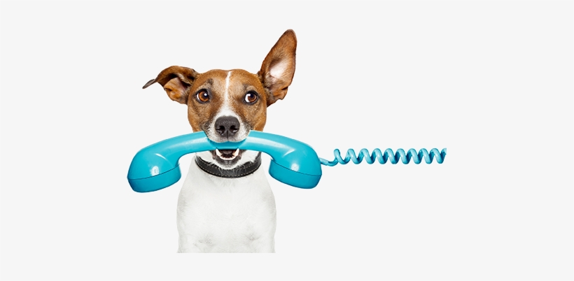 "no, I Will Not Pay My Water Bills I'm A Good Boy " - Dog On Phone Cartoon, transparent png