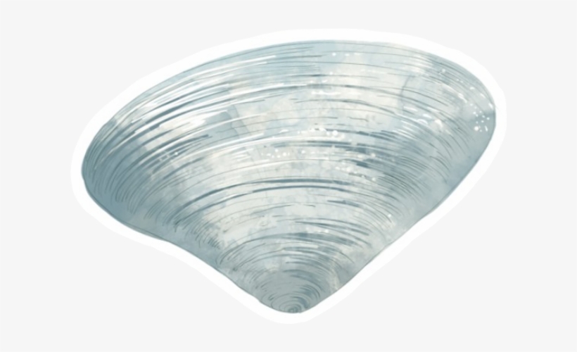 Baltic Clam, transparent png