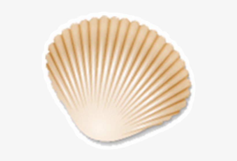 Baltic Clam, transparent png