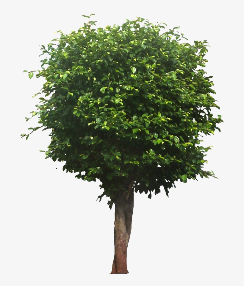 Masculine Most Popular In The Usa Between 1900 To 1950s - Tree Png, transparent png