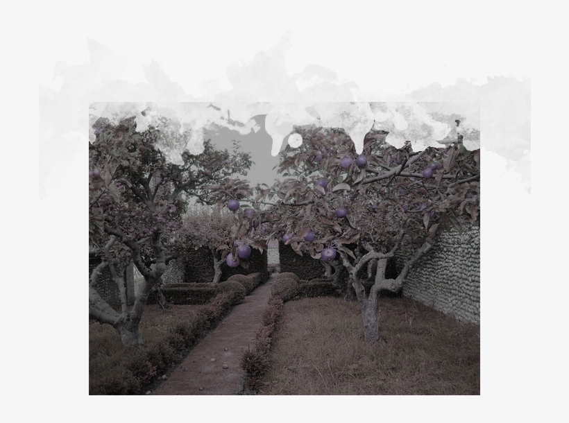 Until Then, The Creature Will Exhibit All The Traits - Alberi Da Frutto In Giardino, transparent png