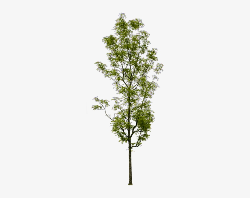 Fraxinus Excelsior - Fraxinus Excelsior Png, transparent png