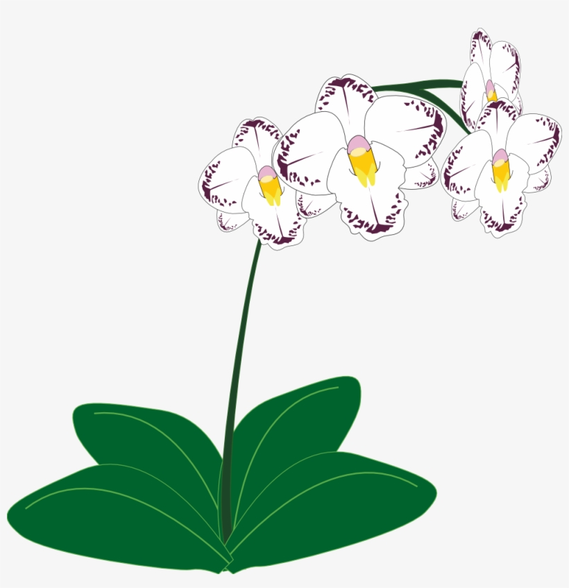 Daffodil Vector Orchid - Orchid Plant Clip Art, transparent png