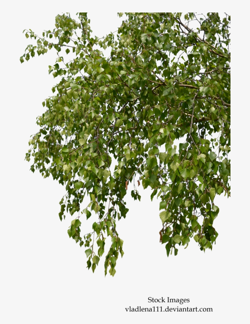 Birch Branches Png, transparent png