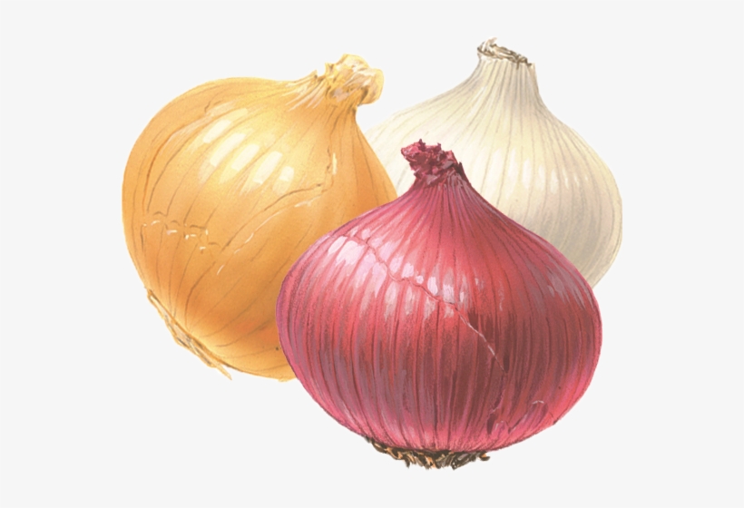 Free Icons Png - White Yellow And Red Onions, transparent png