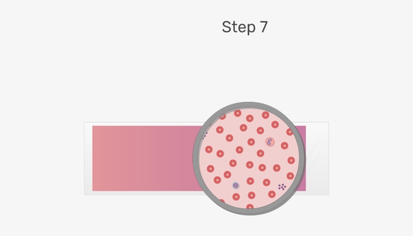 Animation Of Blood Cell Being Examined Under Microscope - Blood Cell, transparent png