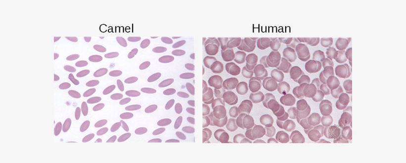 Camel Erythrocytes Compared To Human - Camel Erythrocytes, transparent png
