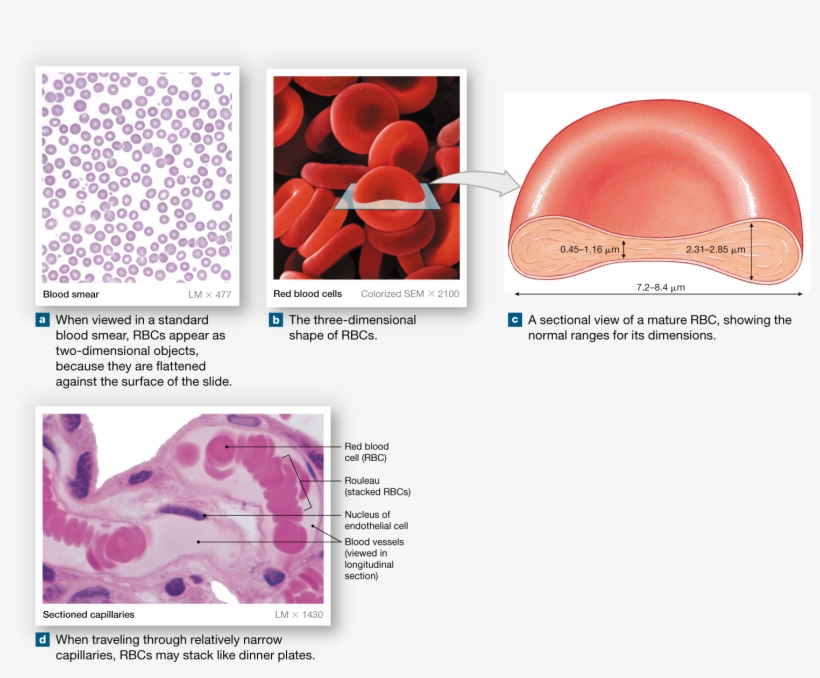 Red Blood Cells, Formed By Erythropoiesis, Contain - Red Blood Cells, Sem - Greeting Card, transparent png