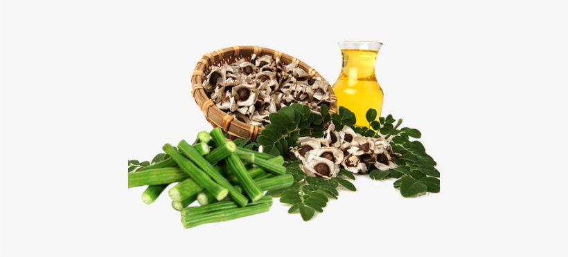 Drumstick - Drumstick Tree, transparent png