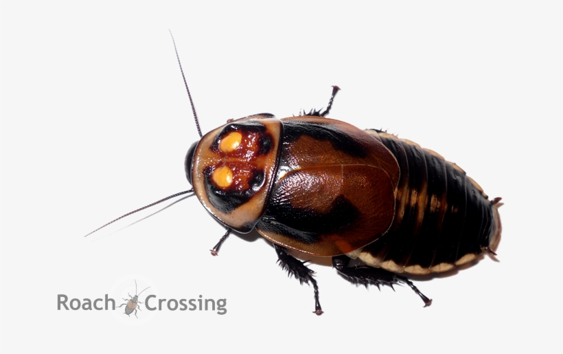 Cockroach Nymph Png, transparent png