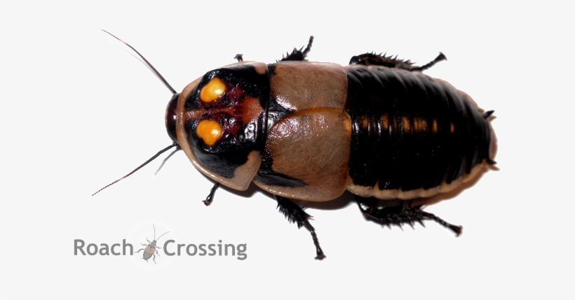 Wish List - Lucihormetica Subcincta - Glowspot Roach - Glowing Roach, transparent png