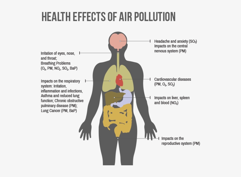 How Do We Decrease Air Pollution - Human Body Organs Vector, transparent png