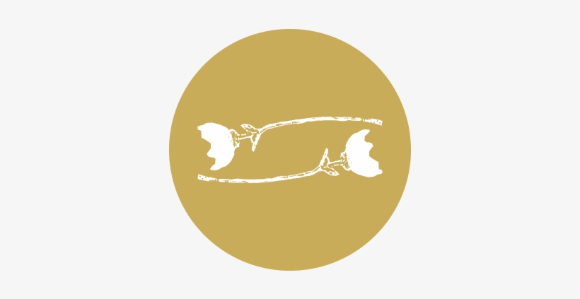 Logo, transparent png