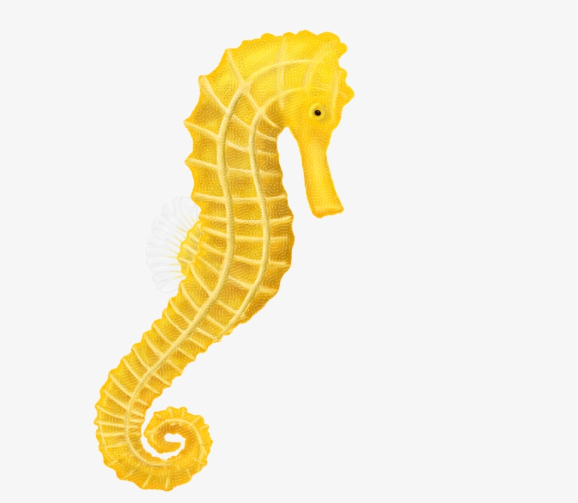 Free Icons Png - Sea Horse Png Transparent, transparent png