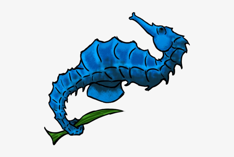 Seahorse, transparent png