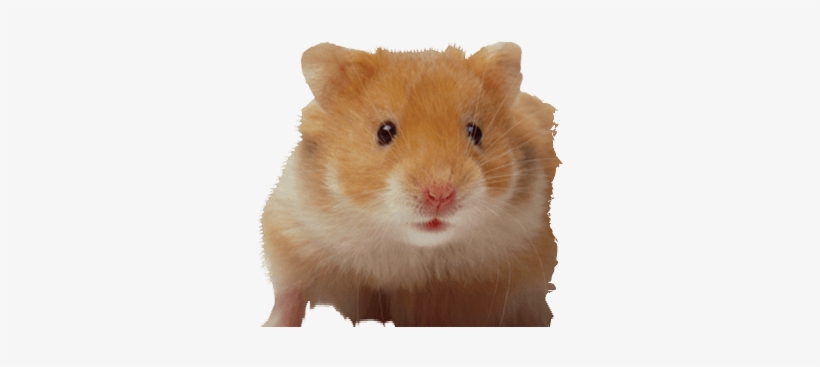 transparent hamster