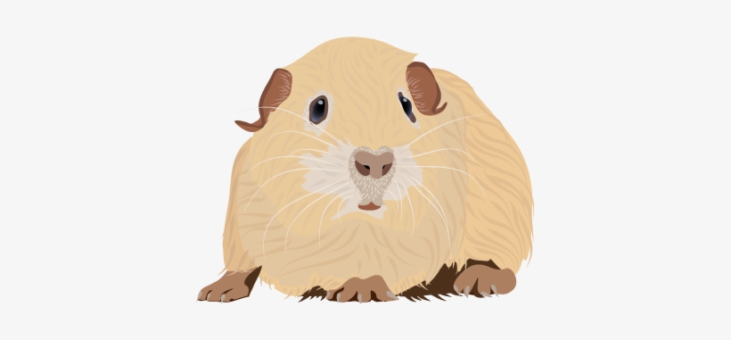 201408 Guinea Pig - Guinea Pig Png, transparent png