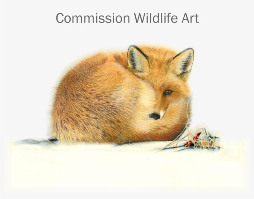 Drawn Hamster Fox - Art, transparent png