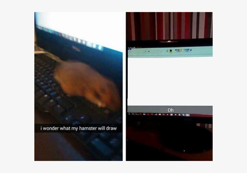 Copy Discord Cmd - Will My Hamster Type, transparent png