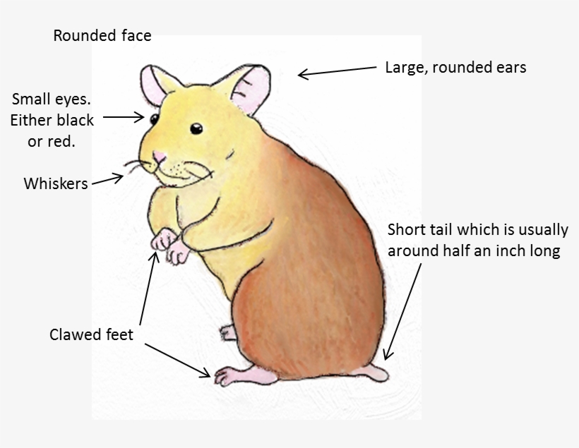 Hamsters Are Native To Europe And Northern Asia, Though - Female Syrian Hamster Tail, transparent png