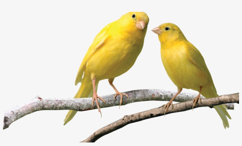 The Canary In The Coal Mine - Canary Png, transparent png