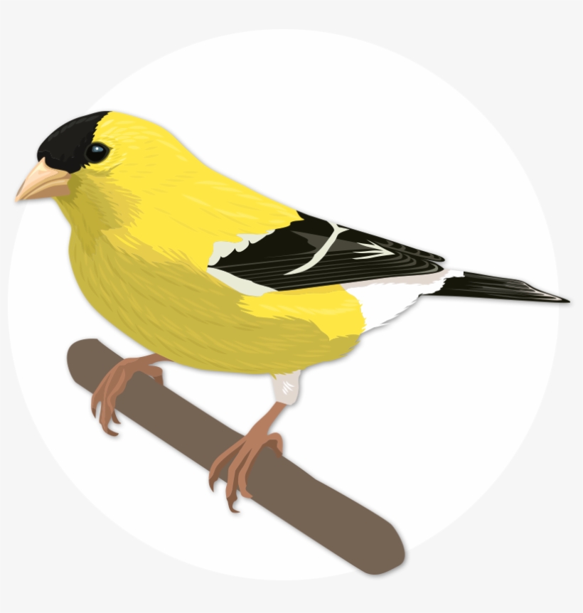 Goldfinch Drawing Canary Bird - Bird, transparent png