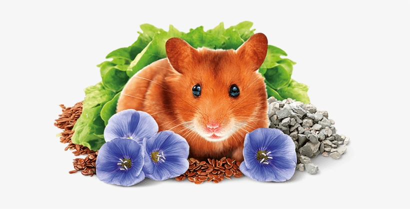Hamster - Brit Animals Hamster Complete, transparent png