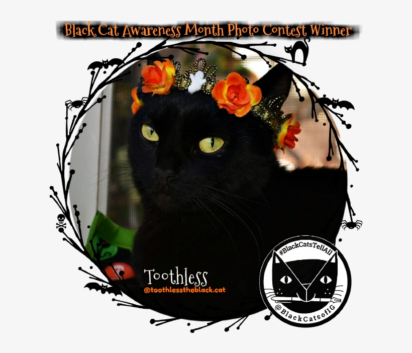 Are Cats Your Halloween Spirit Animal - Cat, transparent png