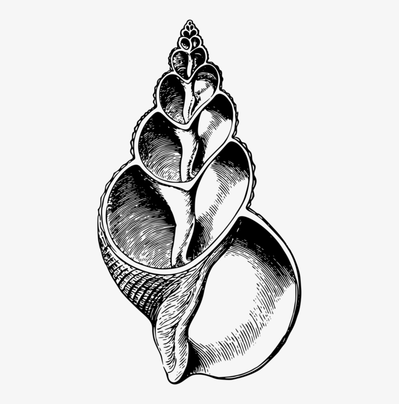 All Photo Png Clipart - Gastropod 2, transparent png