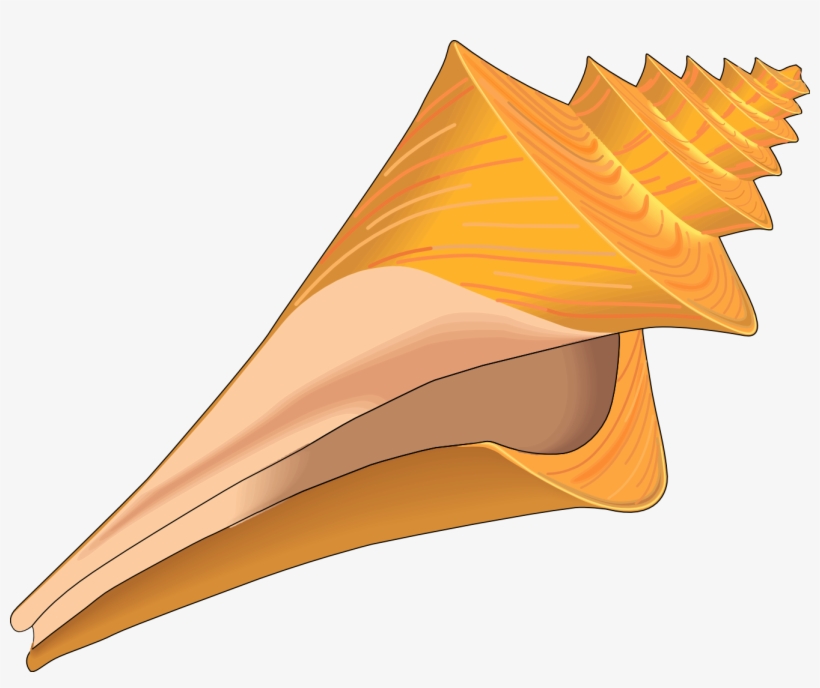 Clip Art Black And White Stock Collection Of Cute Sea - Sea Shell Clipart Free, transparent png