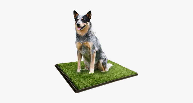 Picture - Blue Heeler Cross Kelpie, transparent png